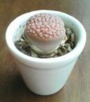 コノフィ20090613