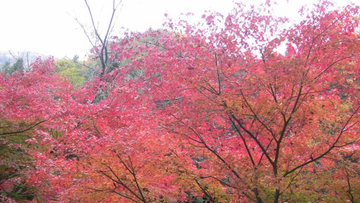 袋田の紅葉2