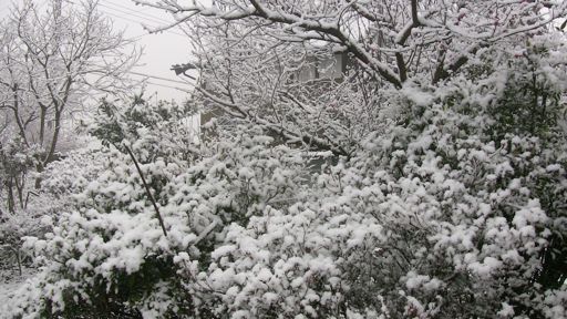 雪5