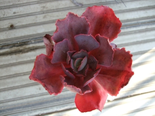 DSCF1258.jpg