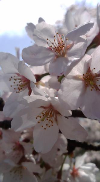 宮ケ瀬さくらまつりその２