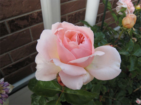 ハーマイオニー