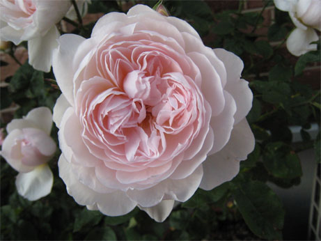 ジェントルハーマイオニー