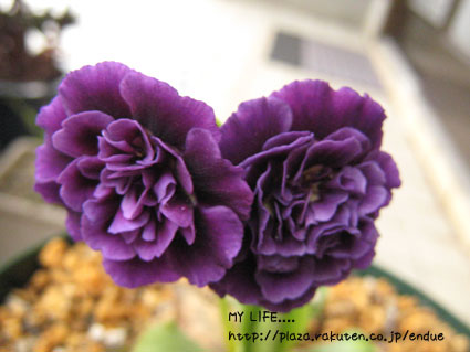 P マリークロウセ