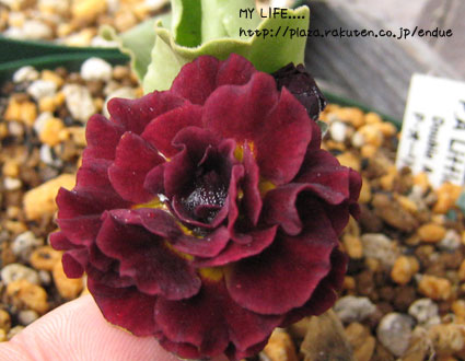 P リトルロゼッティ