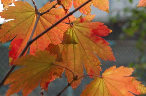 イタヤカエデの紅葉 たぶんおもしろいので よろしかったらどうぞ 楽天ブログ