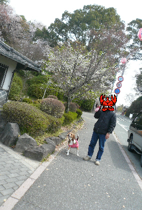 2008年4月6月菊池神社.jpg