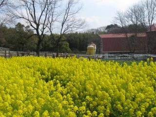 名古屋市農業センター　菜の花と牛舎