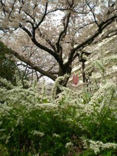 桜と雪柳