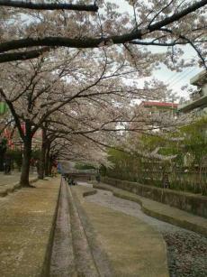 桜の花びら