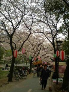 桜吹雪