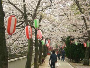 桜吹雪（２）