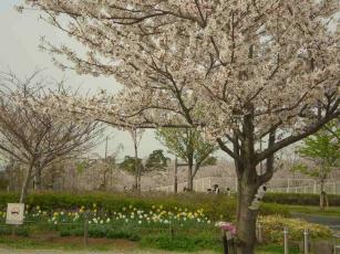 小松川運動公園(桜と水仙）