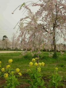 しだれ桜と菜の花