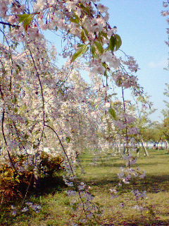 しだれ桜