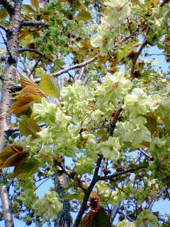 浅黄色の桜２