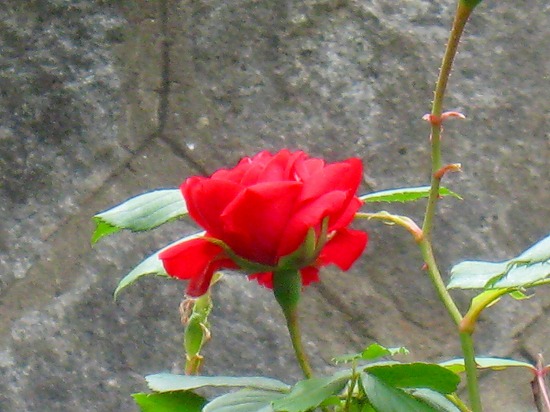 IMG_2871.jpg