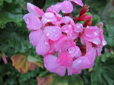 IMG_2729.JPG