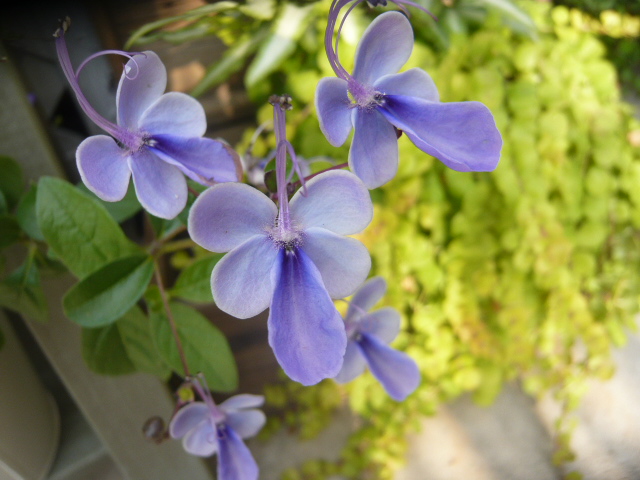 ブルーウィング