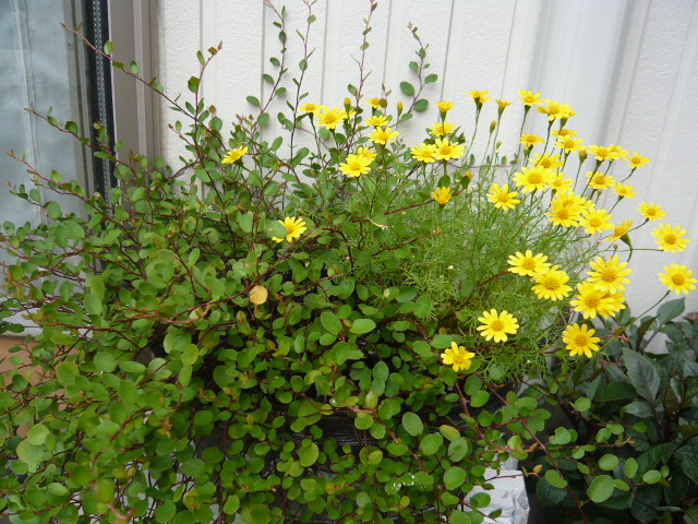 ブラキカム×ワイヤープランツ