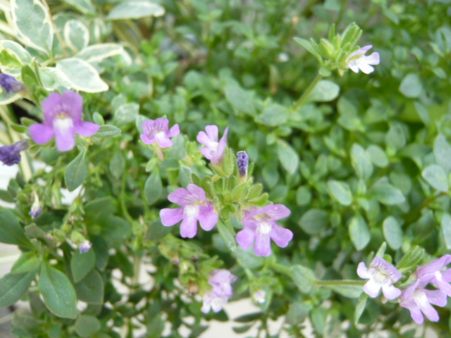 ケノリヒナム サマースカイ