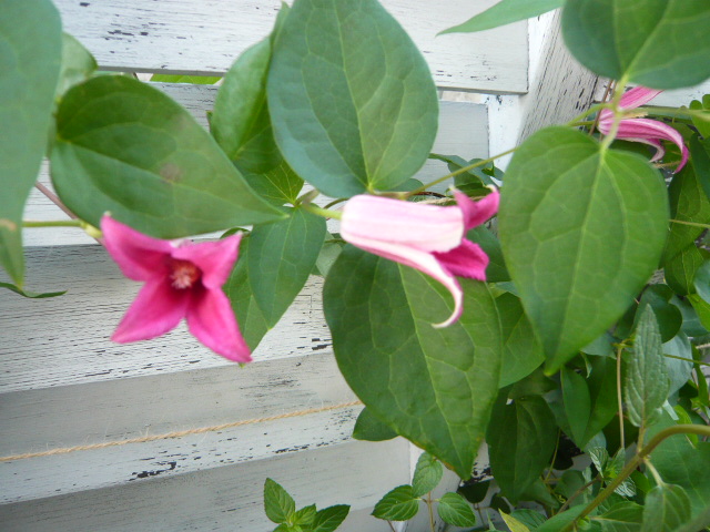 クレマチス プリンセスダイアナ