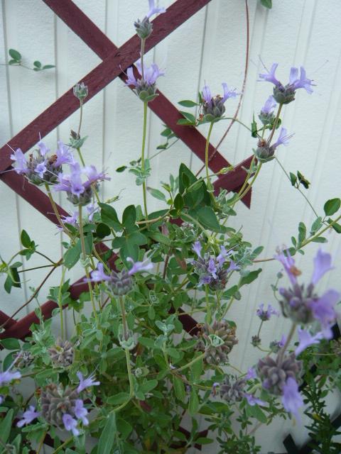 サルビア クレベランディー