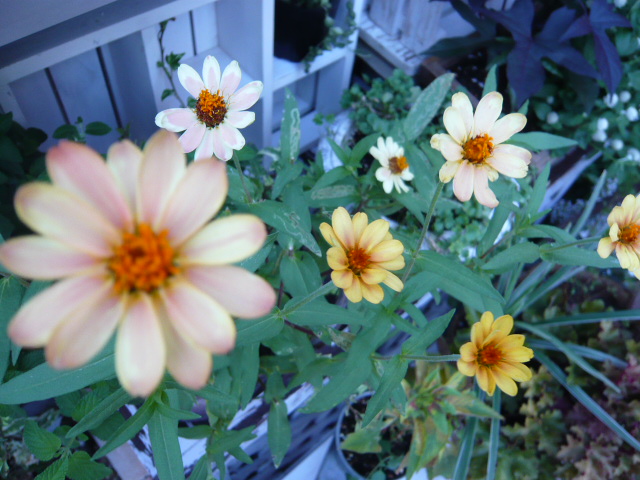 ジニア アプリコット