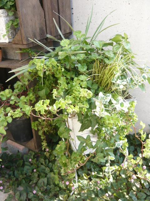 ブチ込み寄せ植え