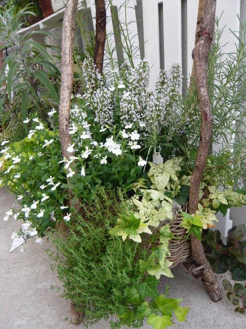 カラミンサ×ロベリア×ローズマリー×タイム×アイビー