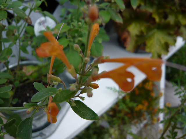 アガスターシェ