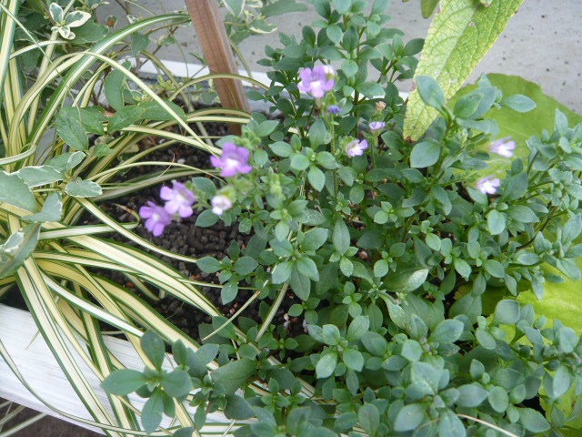 ケノリヒナム　サマースカイ