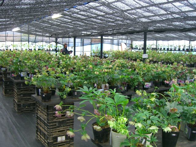 花工房たんぽぽ