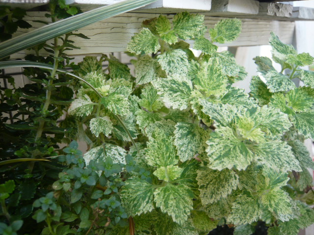 斑入りカラミンサ