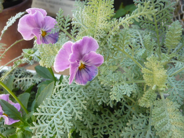 ビオラ×シルバーレース