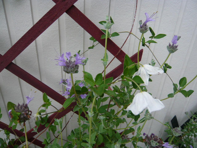 クレマチス×サルビア　クレベランディー