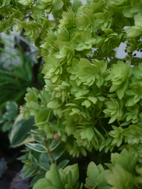 八重咲きアナベル