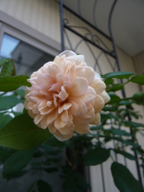 バフビューティー