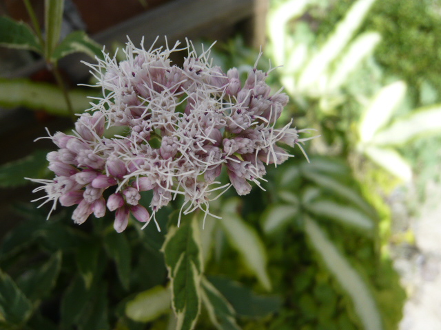 斑入りフジバカマ