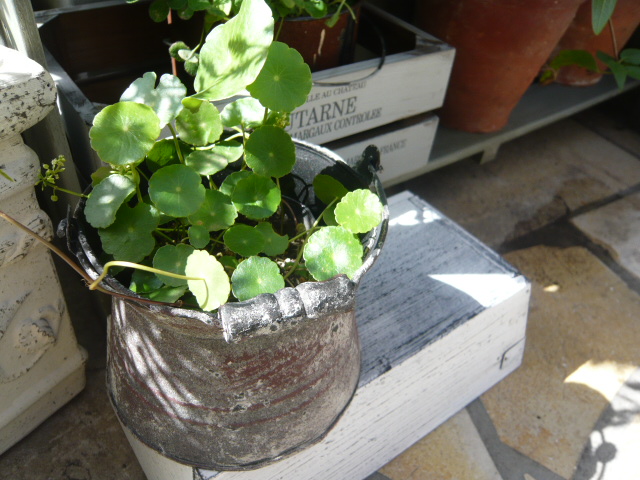 ウォーターマッシュルーム