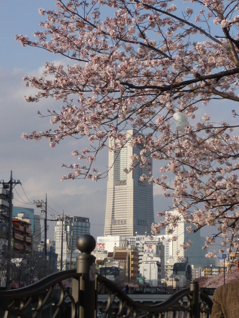 桜