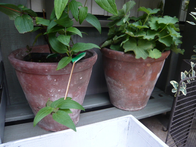 アンテイーク鉢