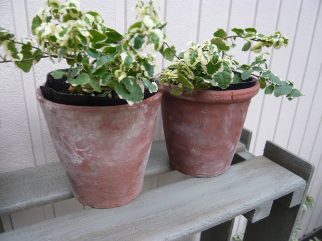 アンティーク鉢