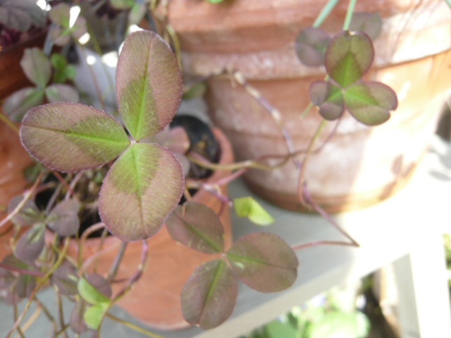 赤葉カトレアクローバー