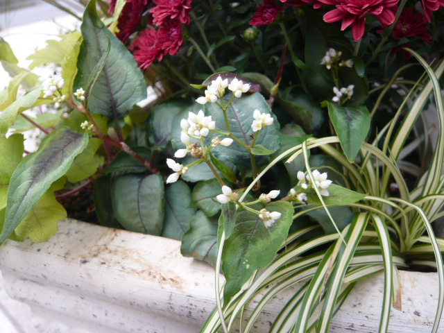 ペアグラス×ペルシカリア