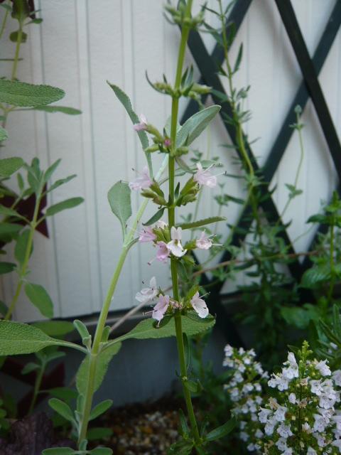 ヒソップ　ピンク