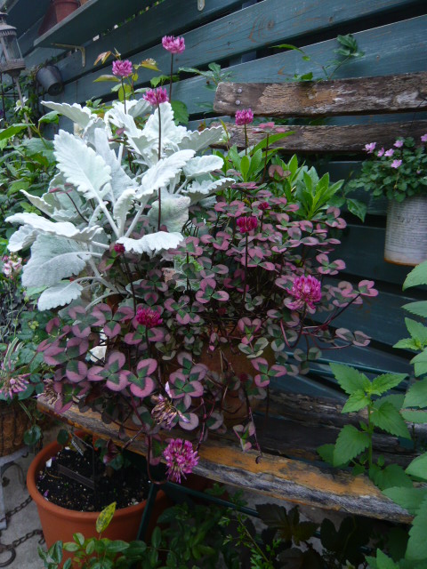 赤葉クローバー