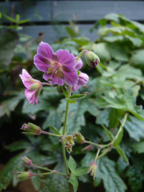 クロバナフウロ