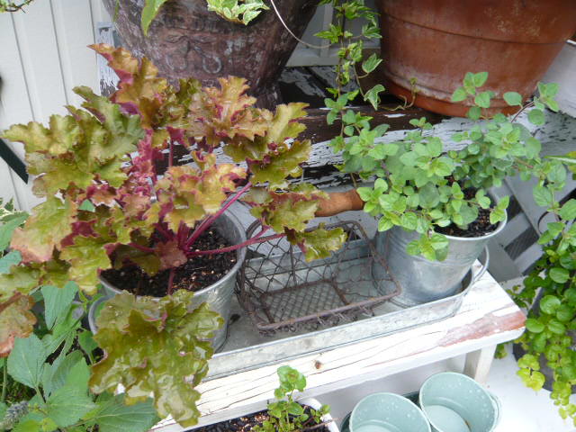 ヒューケラとオレガノ