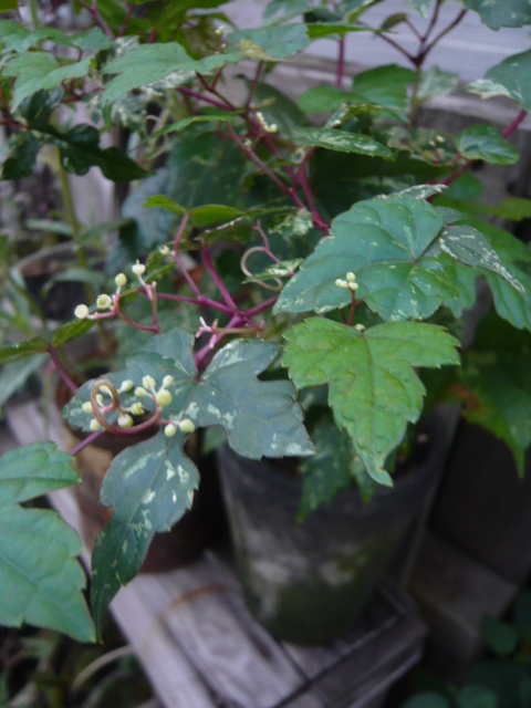 斑入り野ぶどう